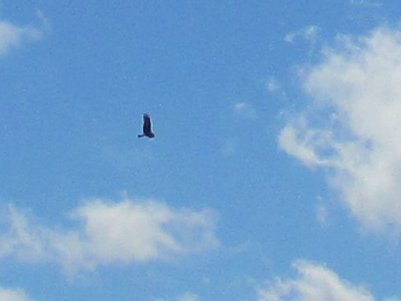 francebirdofprey1c_400.jpg