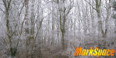 wintertreeslogo2_400.jpg