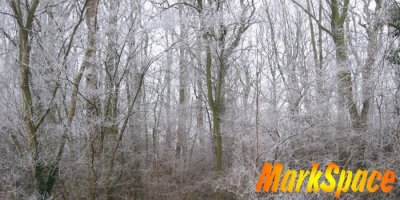 wintertreeslogo2_400.jpg